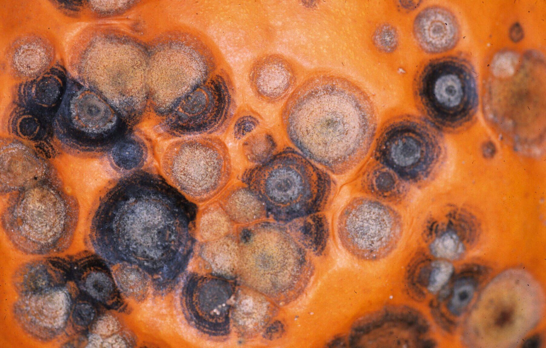 Anthracnose